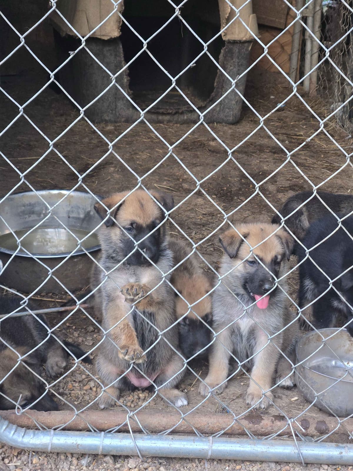German Shepherd Dog Puppies breeder image 3