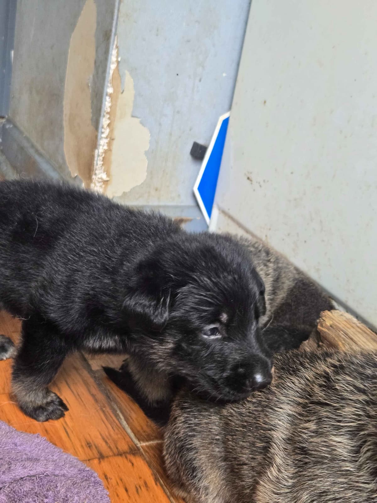 German Shepherd Dog Puppies breeder image 4