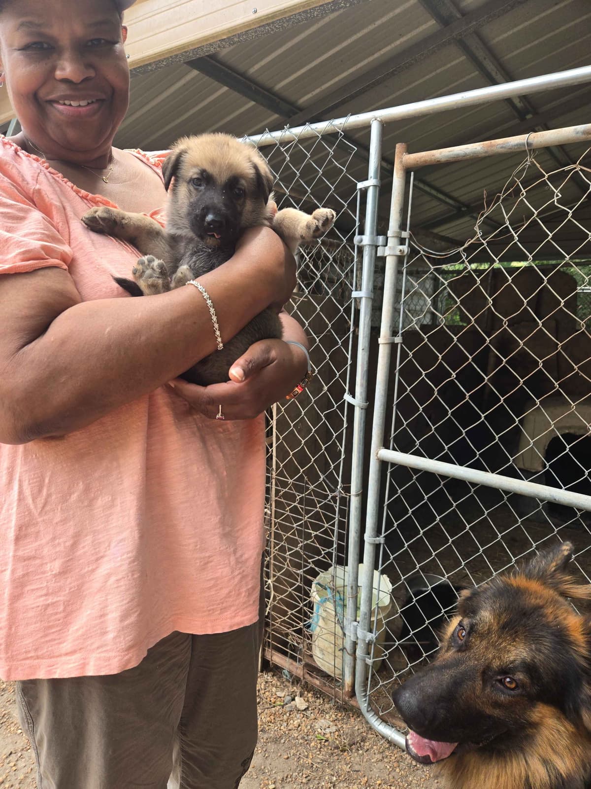 German Shepherd Dog Puppies breeder image 6