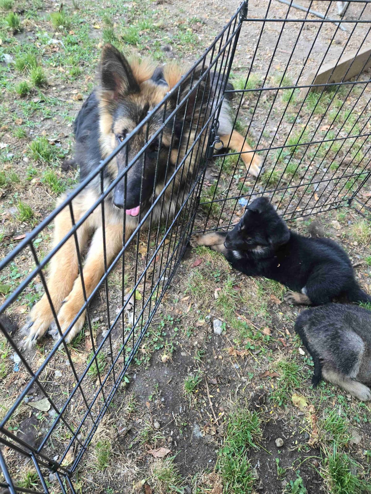 German Shepherd Dog Puppies breeder image 7