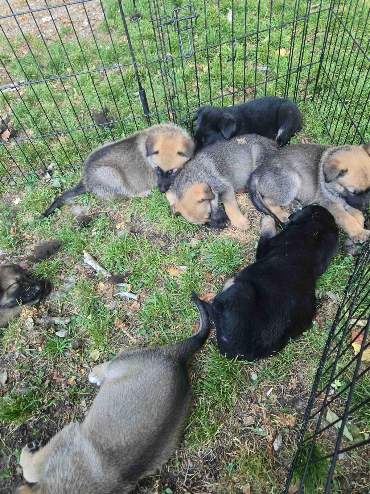 German Shepherd Dog Puppies breeder image 9