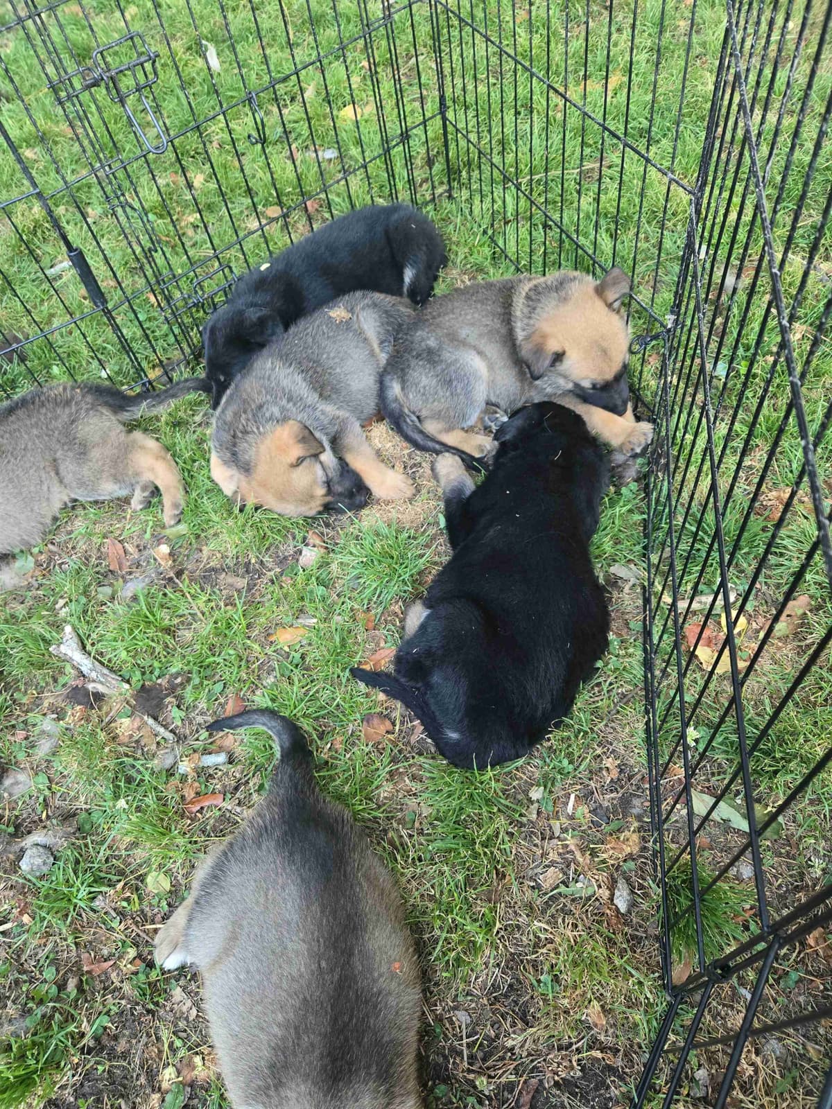 German Shepherd Dog Puppies breeder image 11