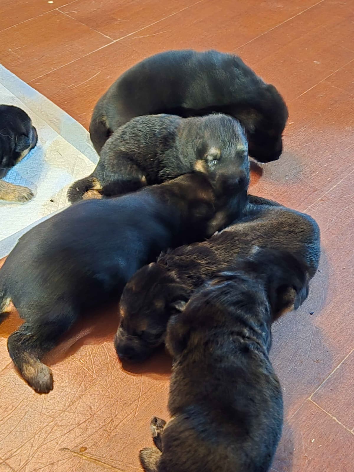 German Shepherd Dog Puppies breeder image 12