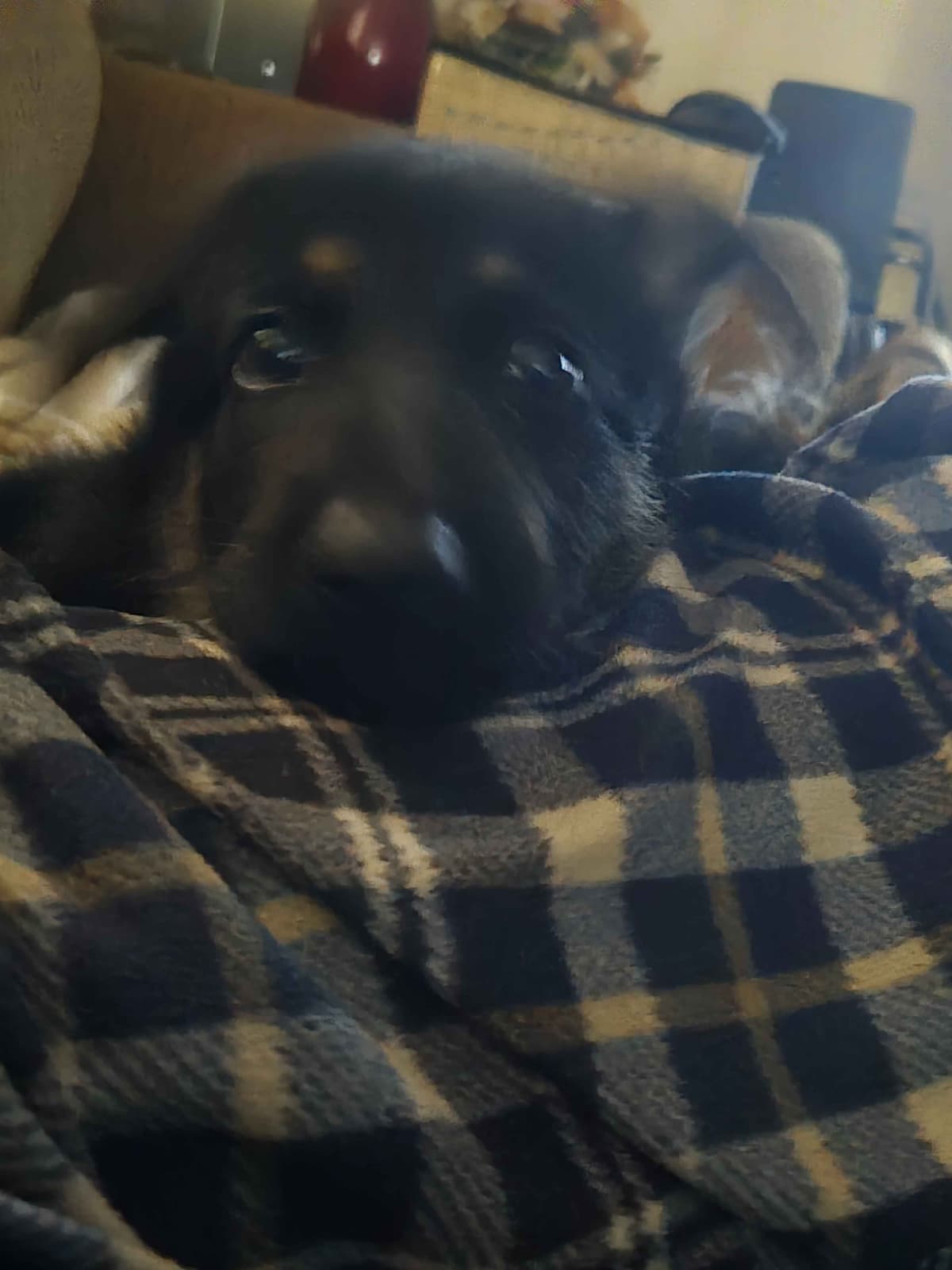 German Shepherd Dog Puppies breeder image 14