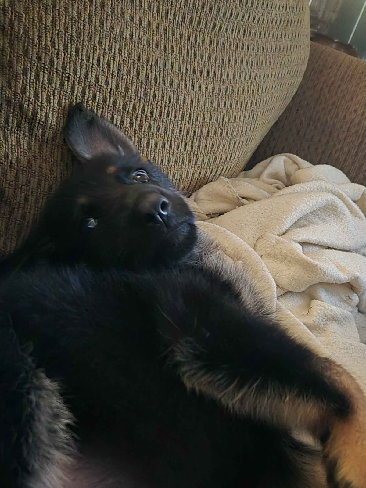 German Shepherd Dog Puppies breeder image 15