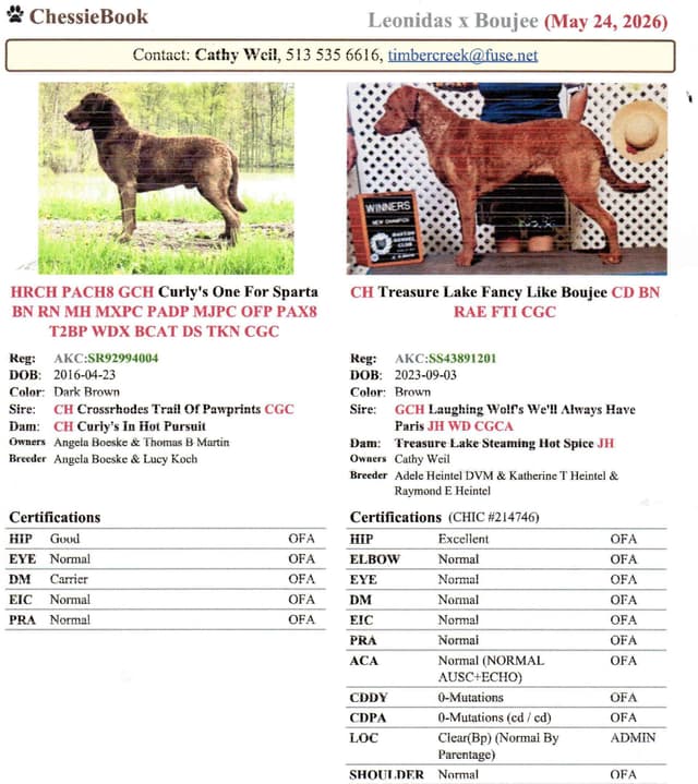 Chesapeake Bay Retriever Puppies media 3