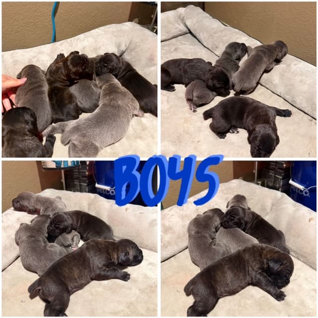 Cane Corso Puppies media 2