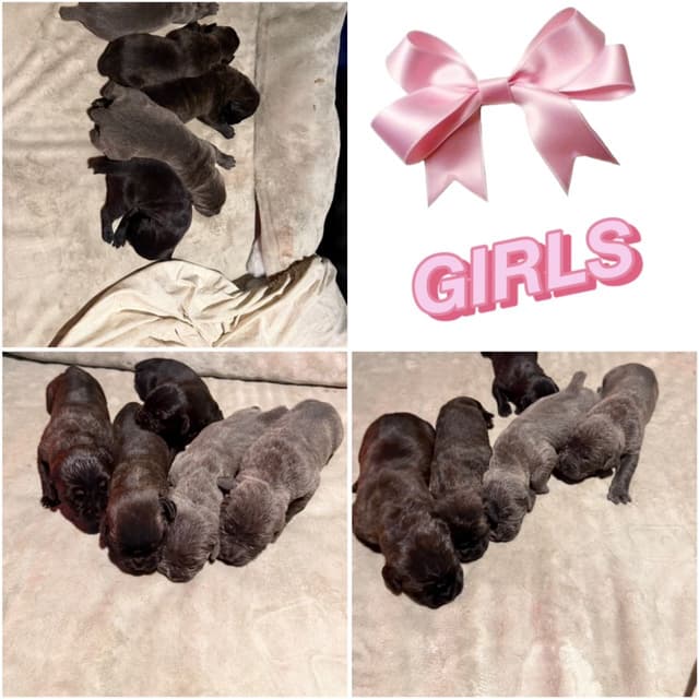 Cane Corso Puppies media 3