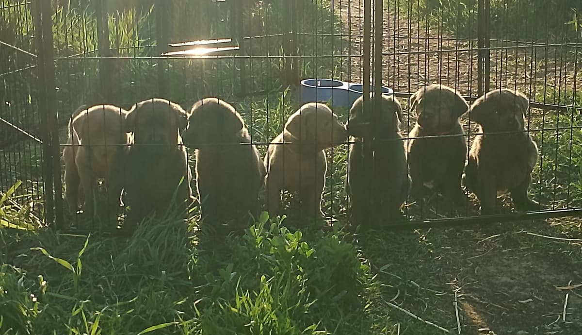 Labrador Retriever Puppies breeder image 1