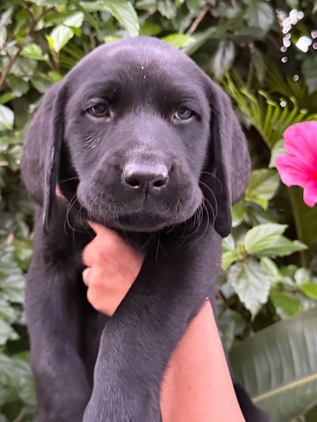 Labrador Retriever Puppies media 2