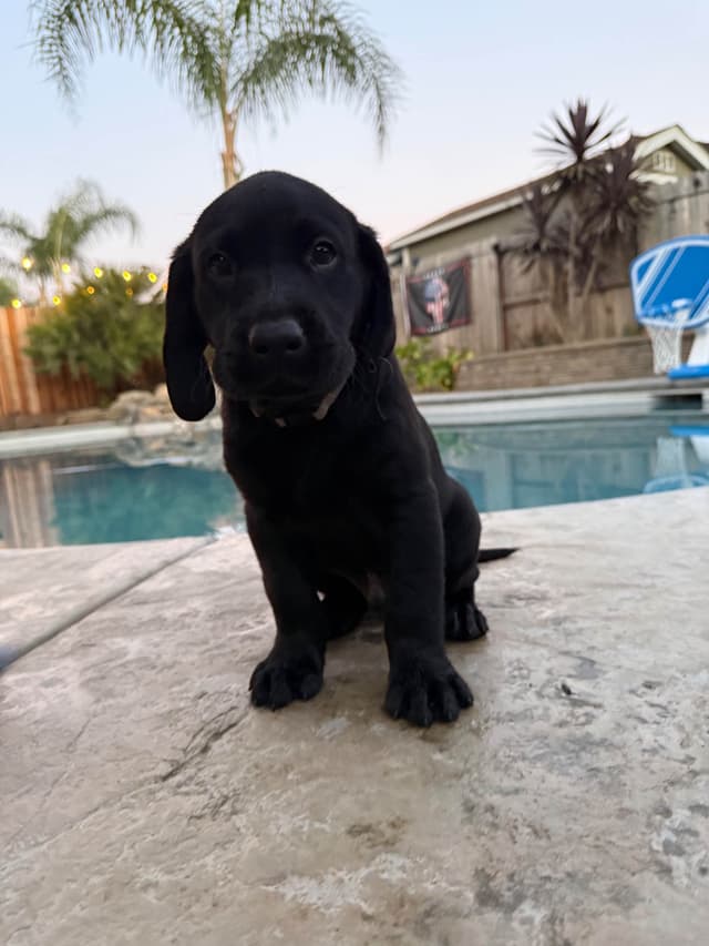 Labrador Retriever Puppies media 4