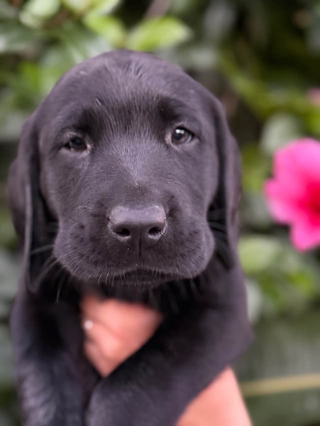 Labrador Retriever Puppies media 6