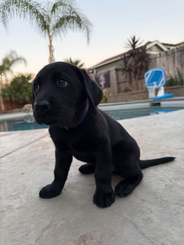 Labrador Retriever Puppies media 3