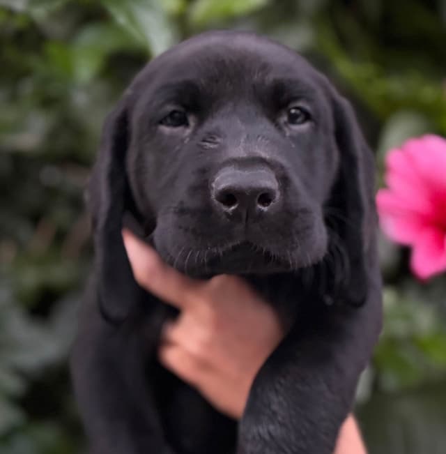 Labrador Retriever Puppies media 5