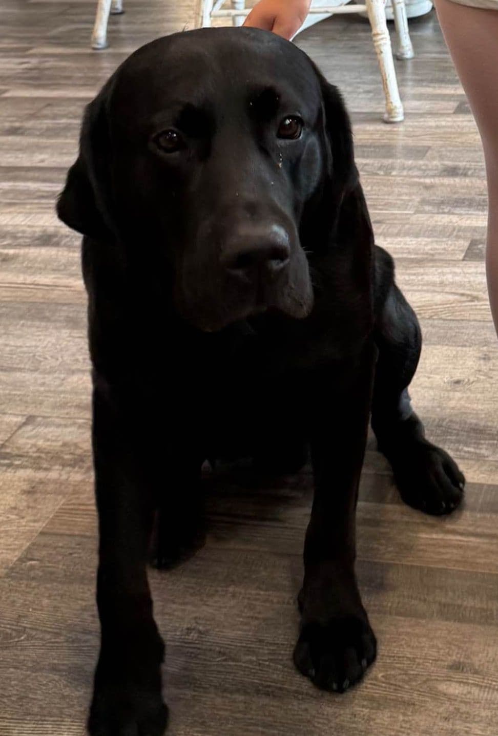 Labrador Retriever Puppies breeder image 2
