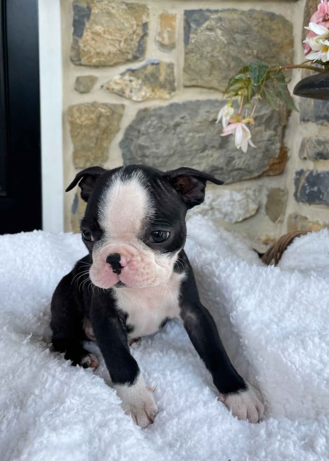 Boston Terrier Puppies media 2