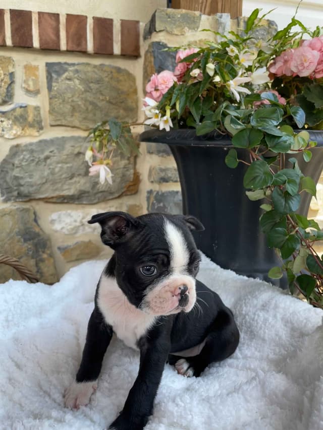 Boston Terrier Puppies media 3