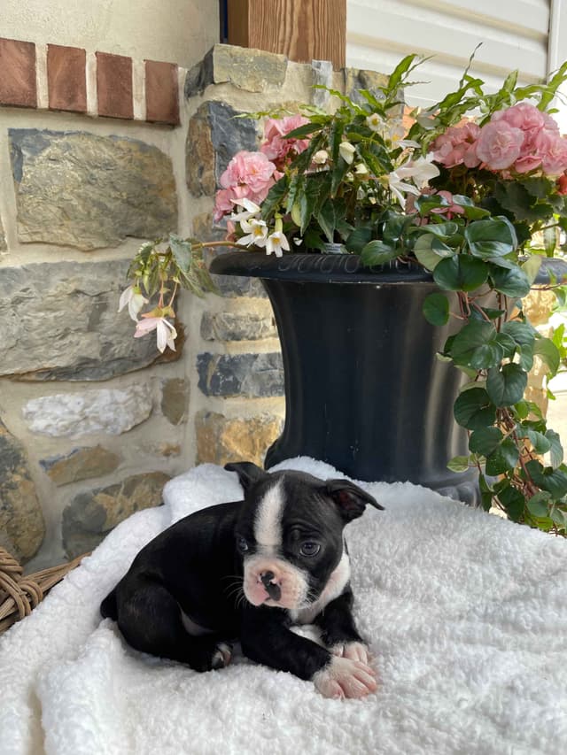 Boston Terrier Puppies media 4