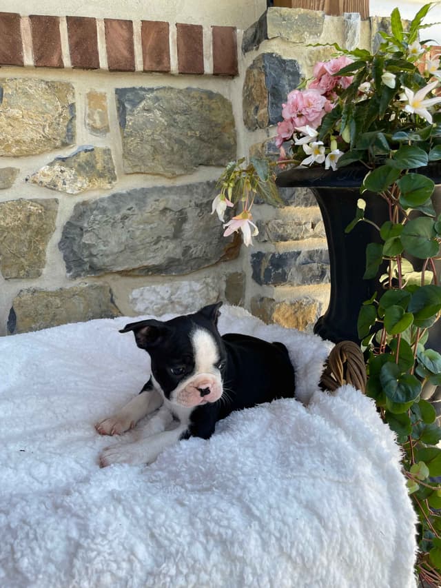 Boston Terrier Puppies media 5