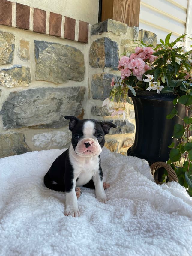 Boston Terrier Puppies media 6