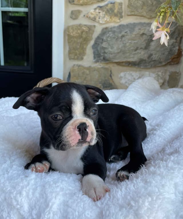 Boston Terrier Puppies media 7