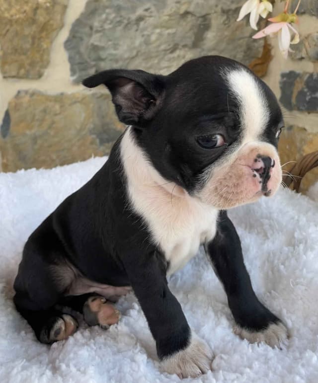 Boston Terrier Puppies media 8
