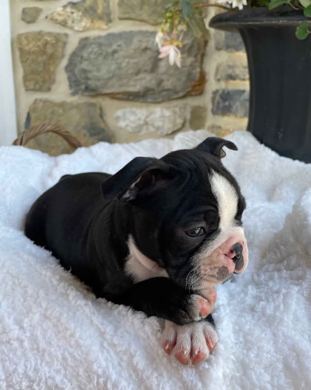 Boston Terrier Puppies media 11