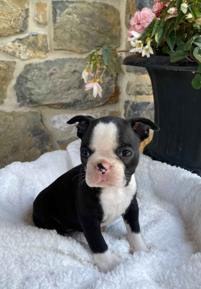 Boston Terrier Puppies media 10