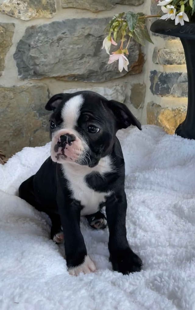 Boston Terrier Puppies media 13