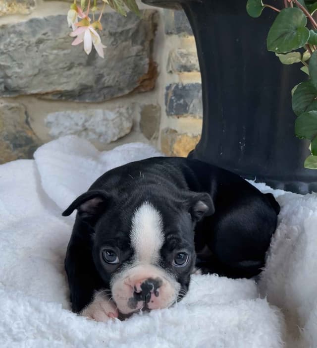Boston Terrier Puppies media 12