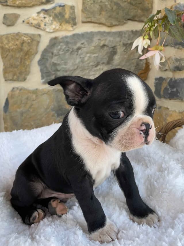 Boston Terrier Puppies media 15