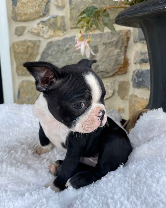 Boston Terrier Puppies media 14
