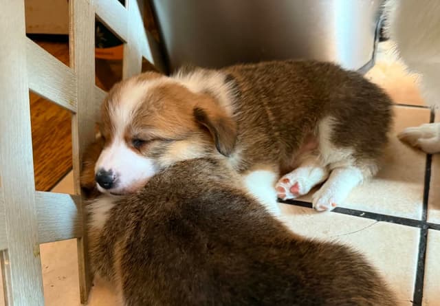 Pembroke Welsh Corgi Puppies media 12