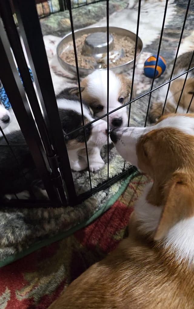 Pembroke Welsh Corgi Puppies media 11