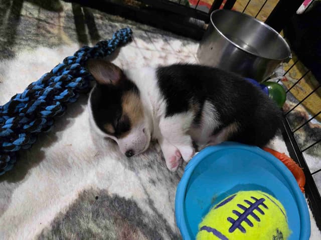 Pembroke Welsh Corgi Puppies media 6