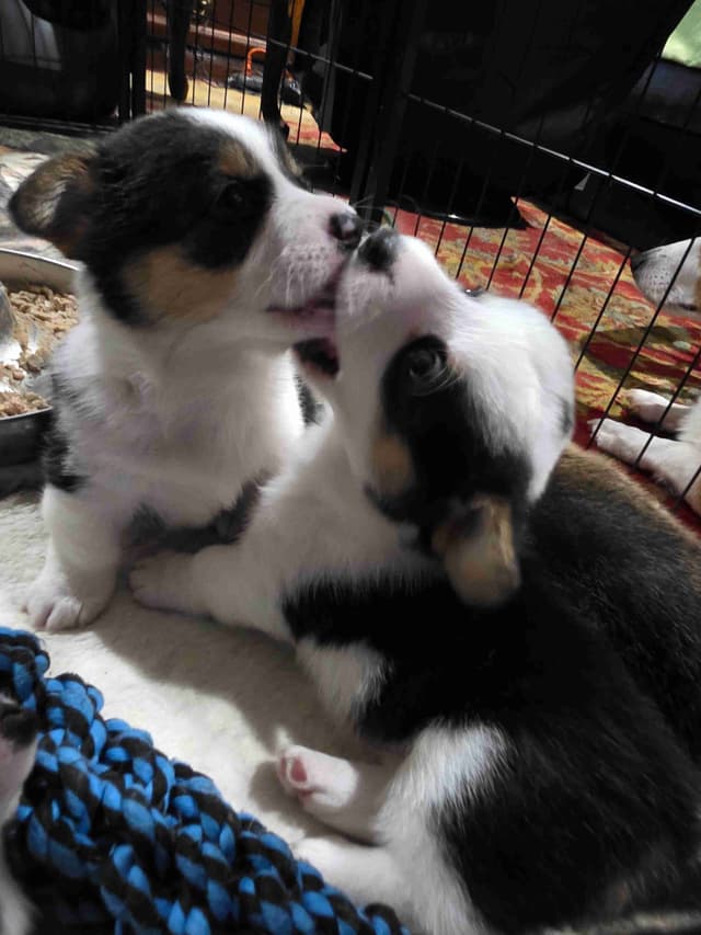 Pembroke Welsh Corgi Puppies media 10