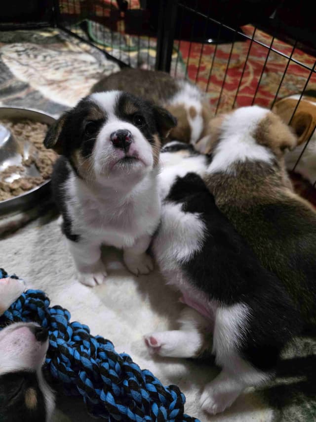 Pembroke Welsh Corgi Puppies media 9