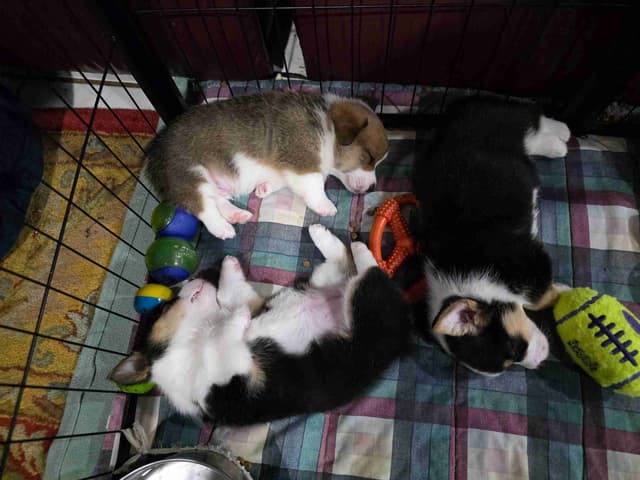 Pembroke Welsh Corgi Puppies media 13