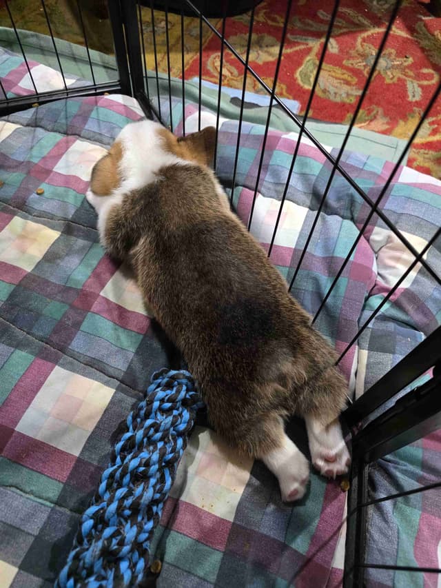 Pembroke Welsh Corgi Puppies media 14