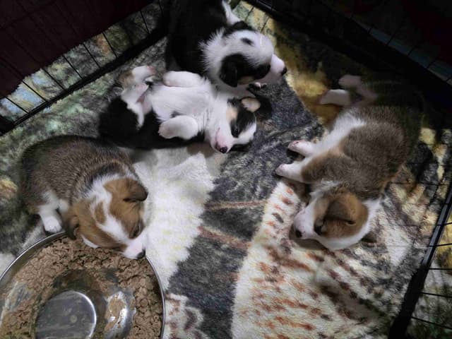 Pembroke Welsh Corgi Puppies media 8