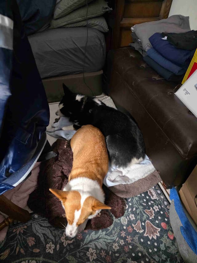 Pembroke Welsh Corgi Puppies media 2