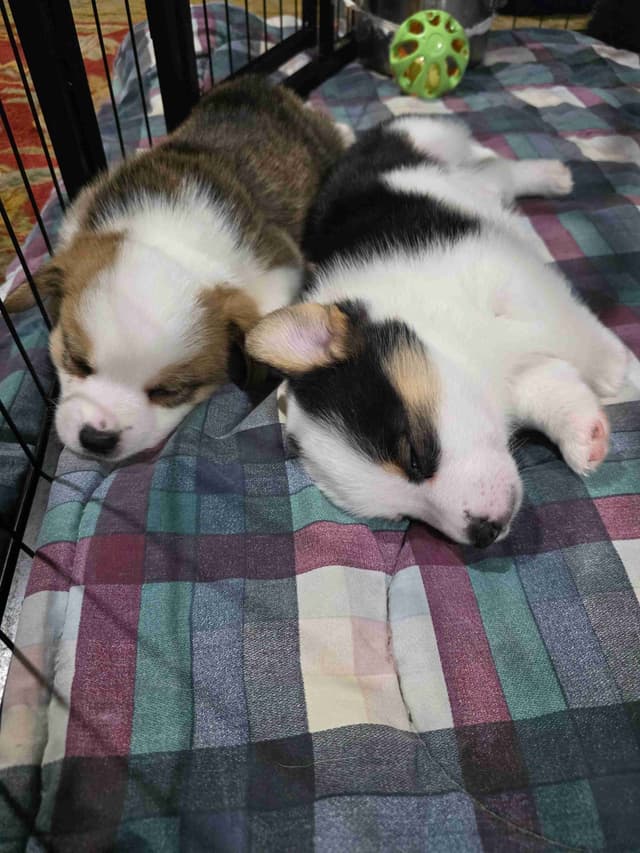 Pembroke Welsh Corgi Puppies media 15