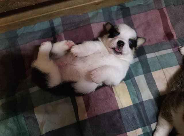 Pembroke Welsh Corgi Puppies media 5