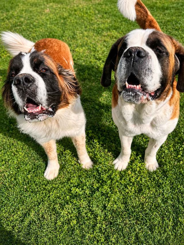 Saint Bernard Puppies media 6