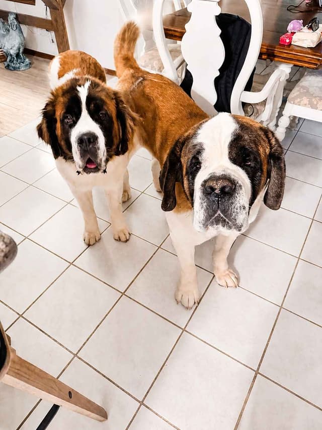 Saint Bernard Puppies media 7