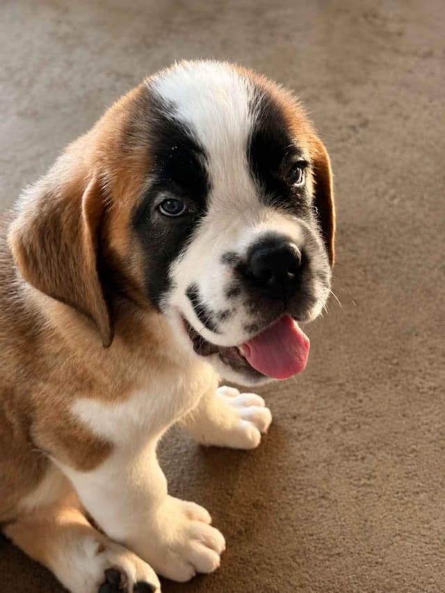 Saint Bernard Puppies media 2