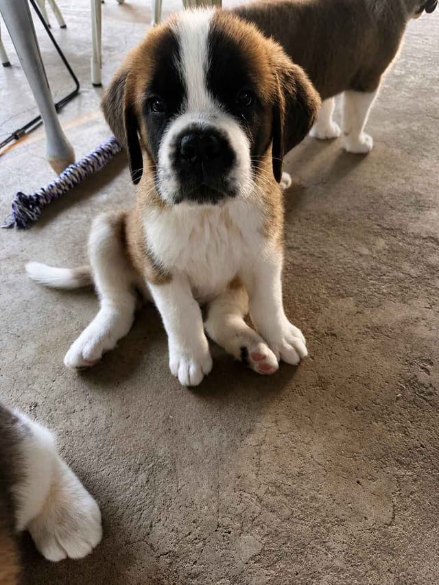 Saint Bernard Puppies media 3