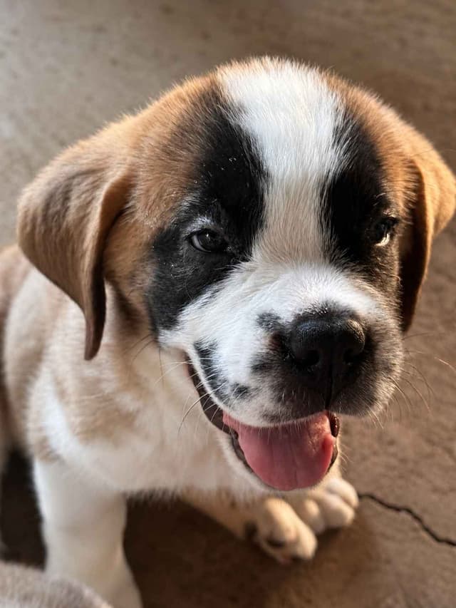 Saint Bernard Puppies media 4