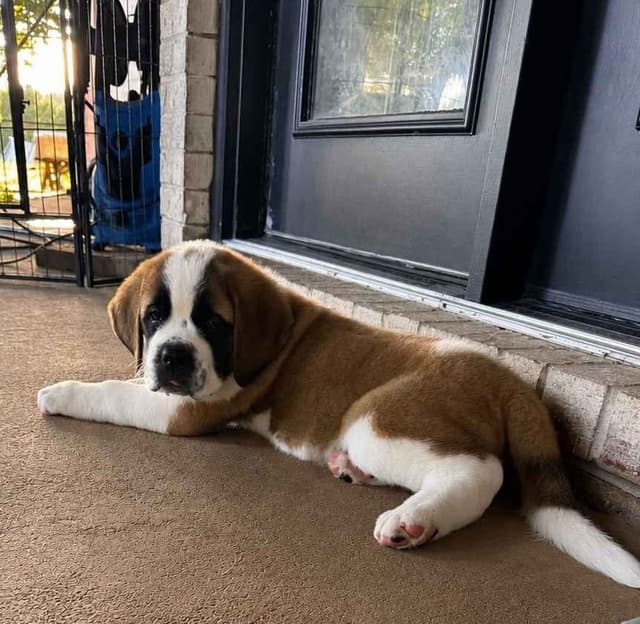 Saint Bernard Puppies media 5