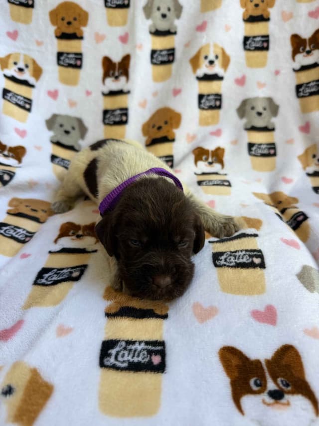 Wirehaired Pointing Griffon Puppies media 3
